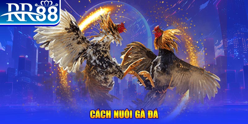 vn8day đăng nhập phỏm đổi thưởng