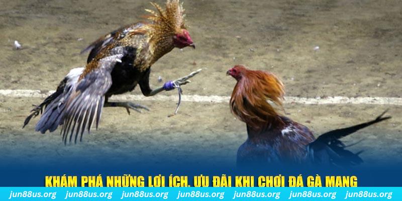 vn8day what is live dealer casino