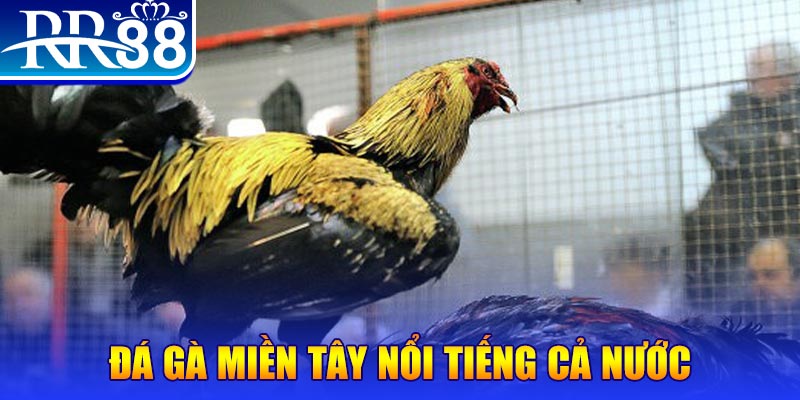 vn8day xổ số đại phát