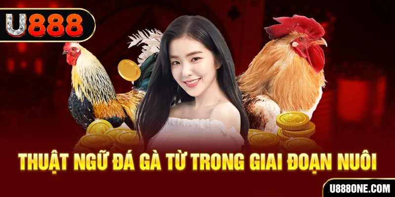 vn8day xổ số miền bắc 90 ngày