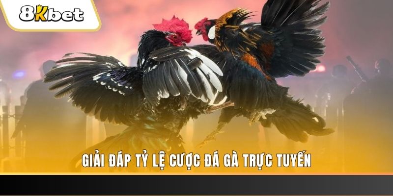 vn8day ga choi cau thanh