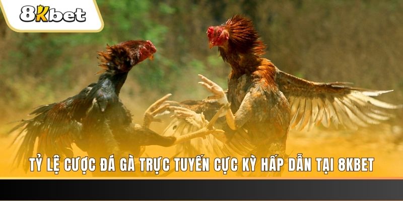 vn8day đăng nhập mậu binh online