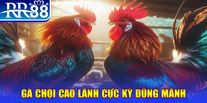 vn8day HB Điện Tử
