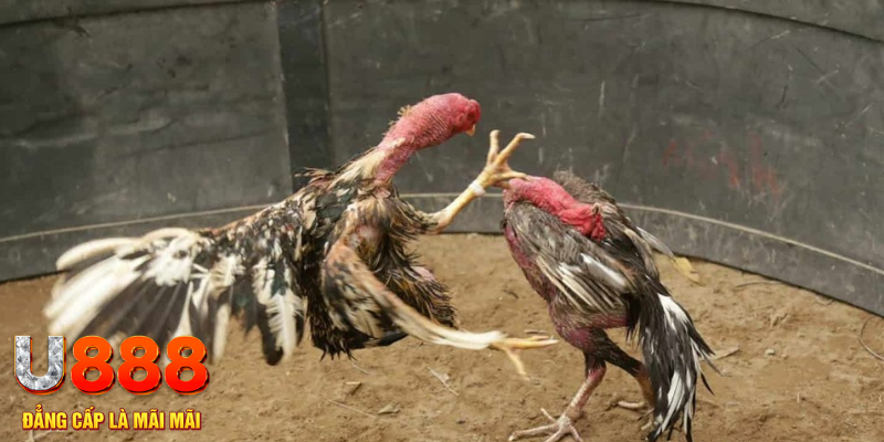 vn8day đăng nhập liêng hôm nay